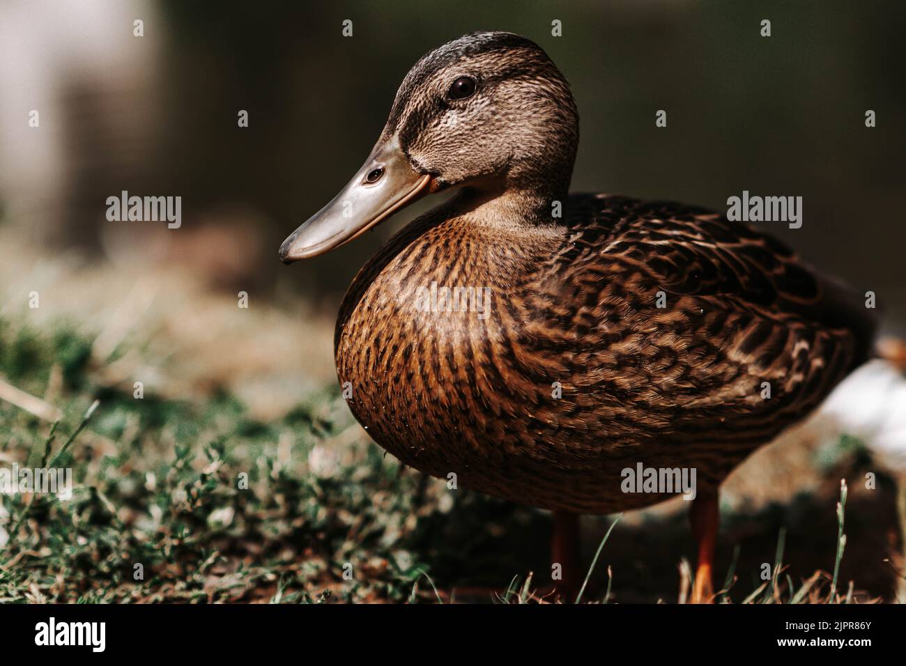 Canard colvert portrait Banque D'Images