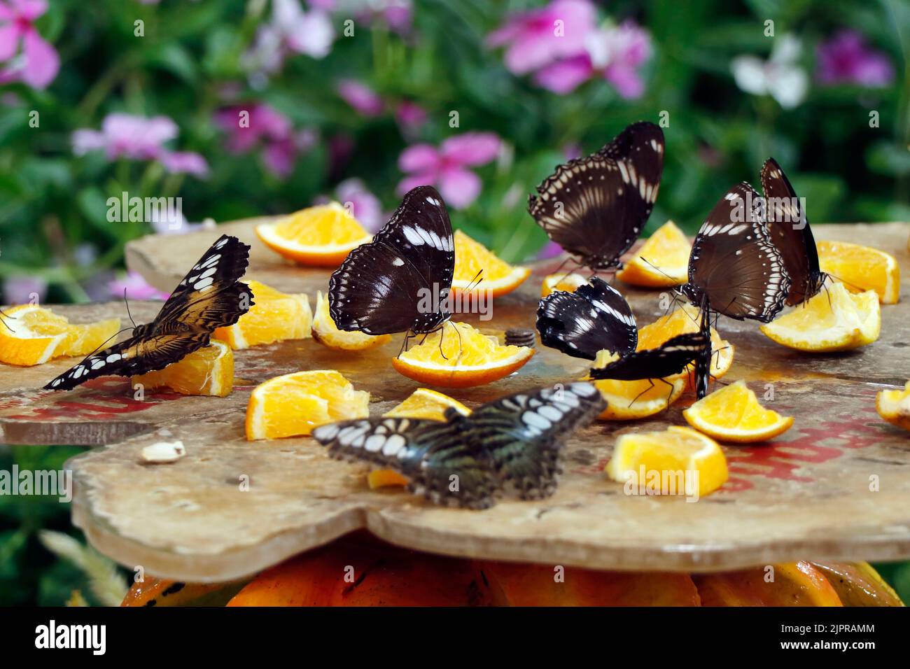groupe de papillons assis dans un jardin de fleurs Banque D'Images