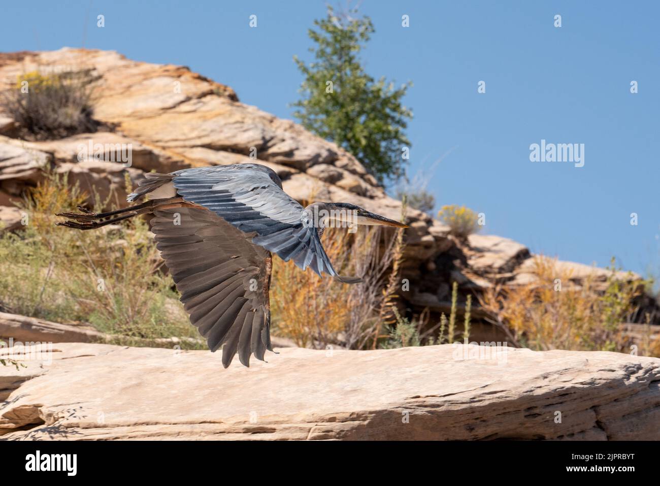 Grand héron bleu, parc national de Canyonlands, Utah. Banque D'Images