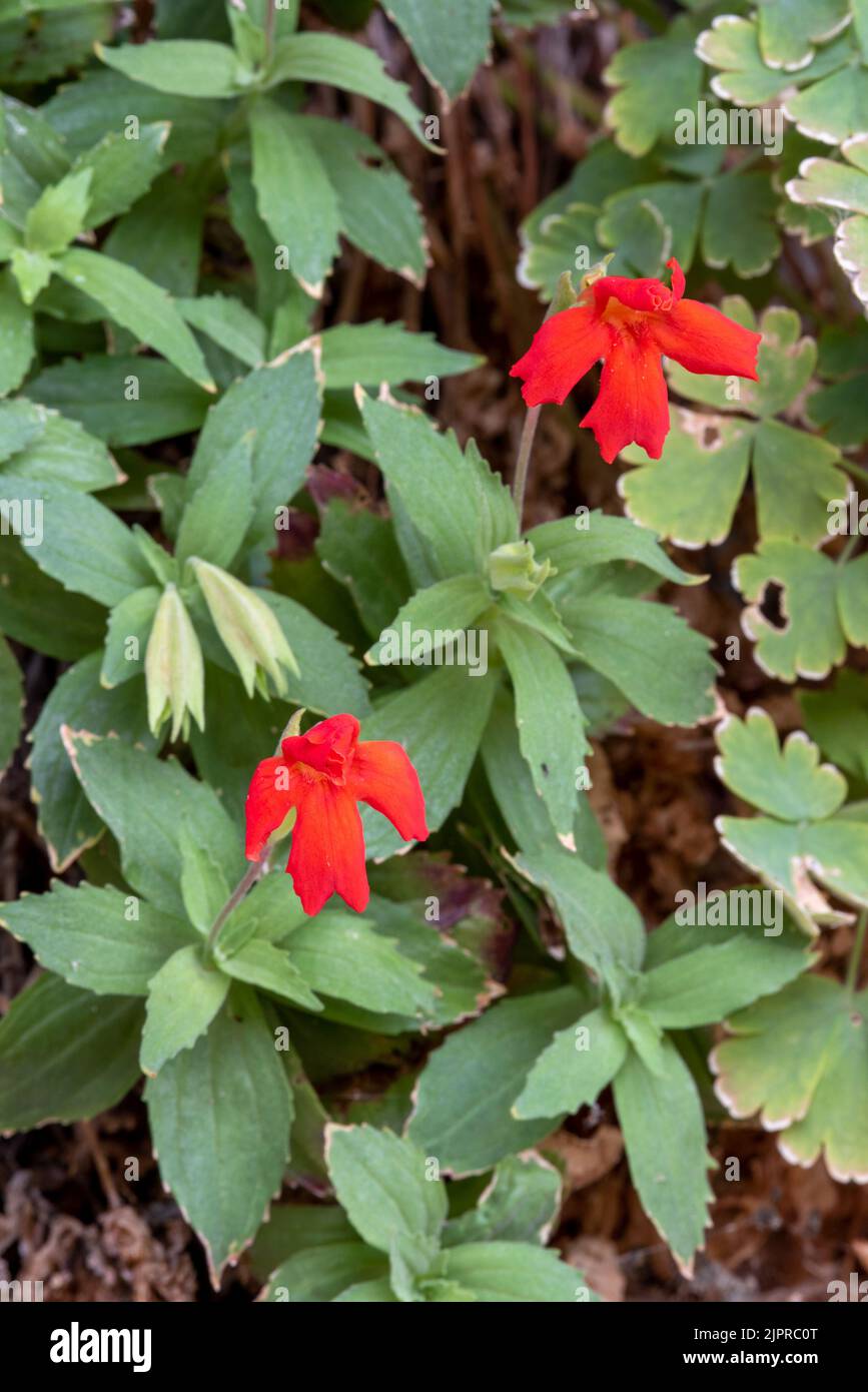 Fleur de cynelle de scarlet (Mimulus cardinalis), Parc national des Canyonlands, Utah. Banque D'Images