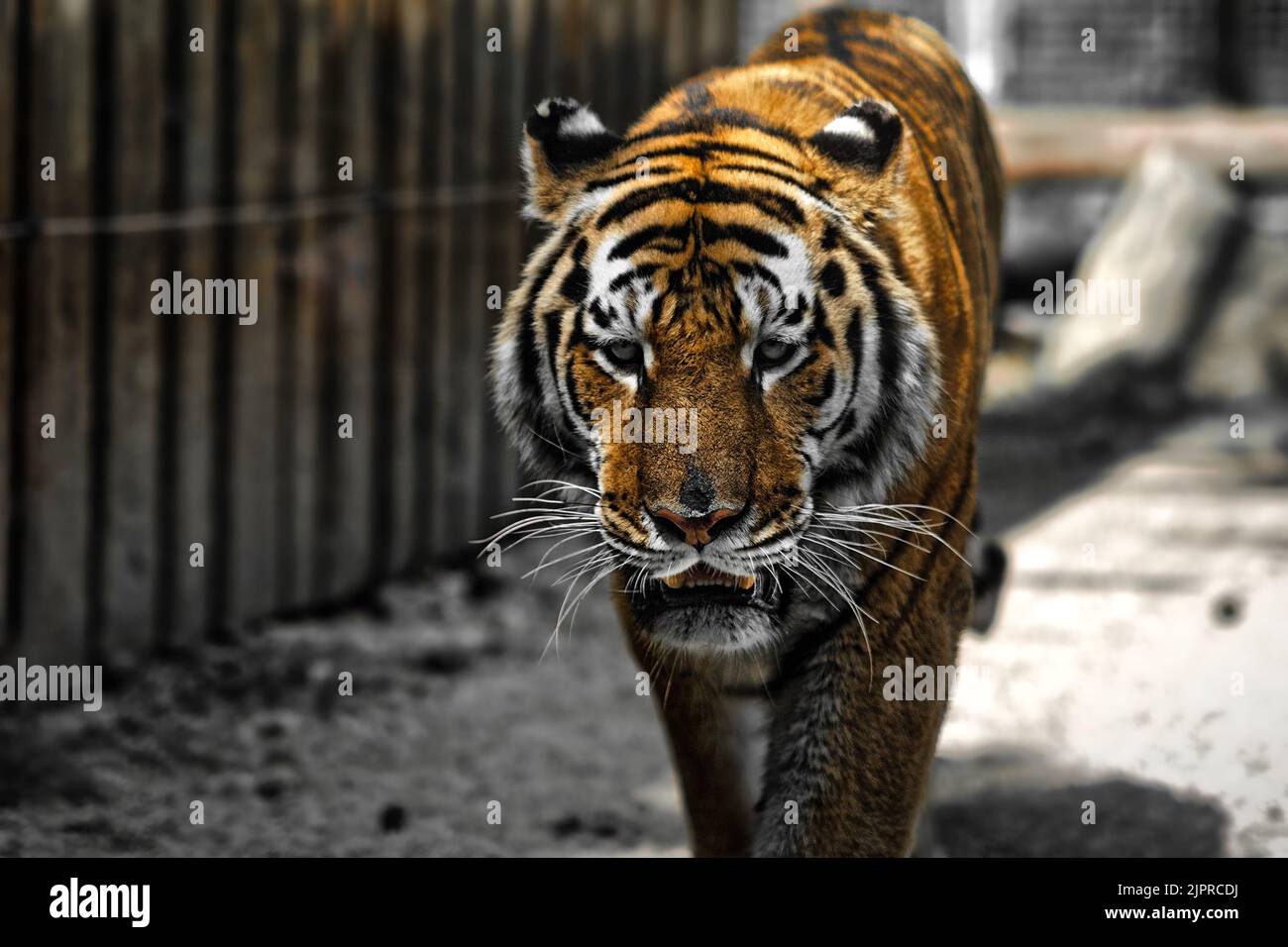 Indien, tigre, Ranthambore, ZOO. Slovaquie Banque D'Images