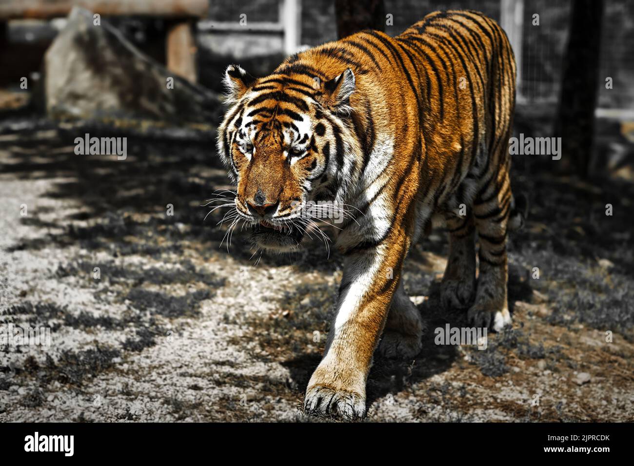 Indien, tigre, Ranthambore, ZOO. Slovaquie Banque D'Images