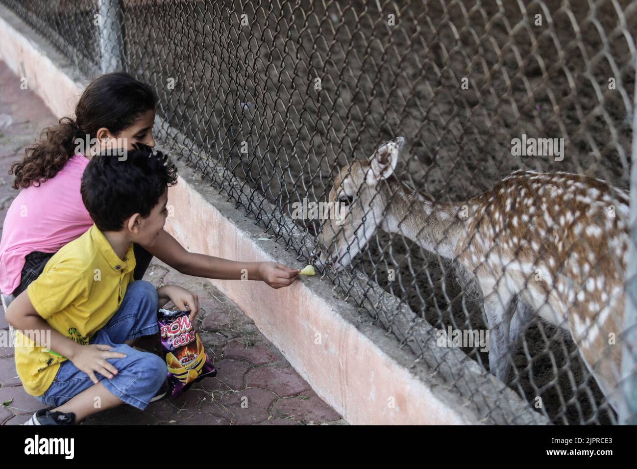 Gaza, Palestine. 18th août 2022. Les enfants nourrissent une gazelle au zoo de Nama dans la ville de Gaza. Crédit : SOPA Images Limited/Alamy Live News Banque D'Images