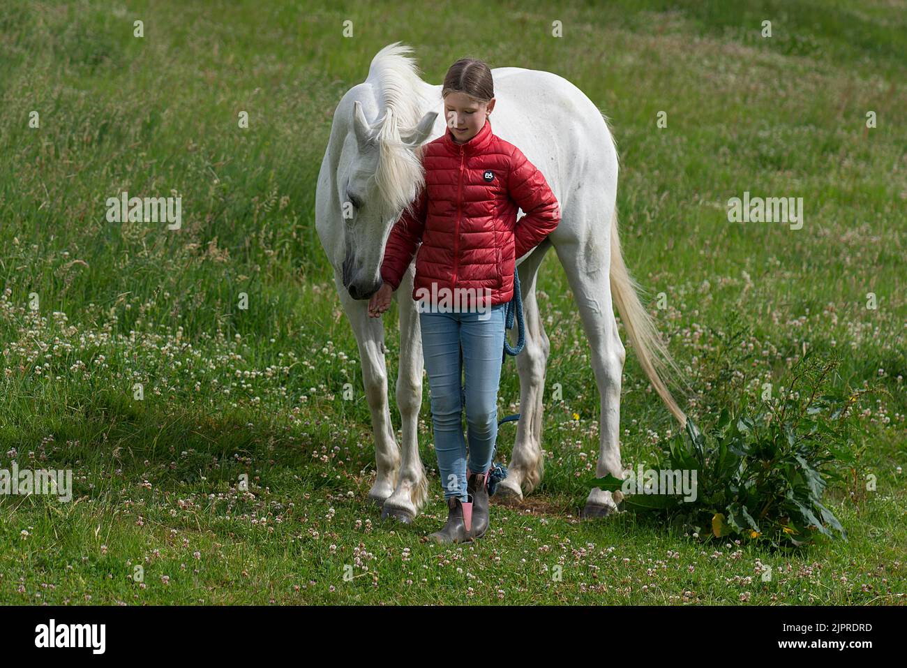 Fille avec son cheval dans le pâturage, Mecklembourg-Poméranie occidentale, Allemagne Banque D'Images