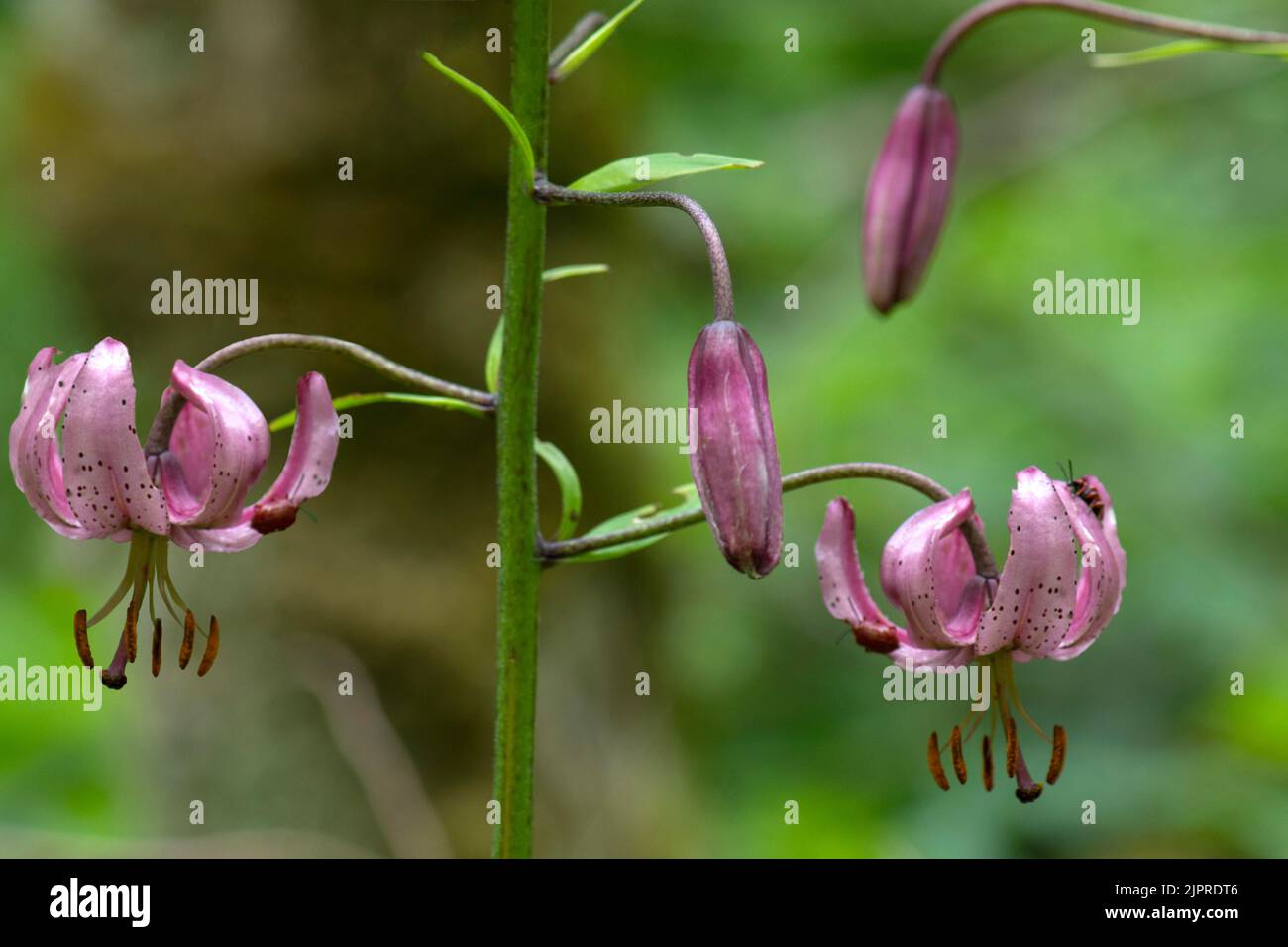 Dendroctones rouges, dendroctones (Lilioceris liilii) se nourrissant sur les fleurs du nénuphars (Lilium martagon), Bavière, Allemagne Banque D'Images