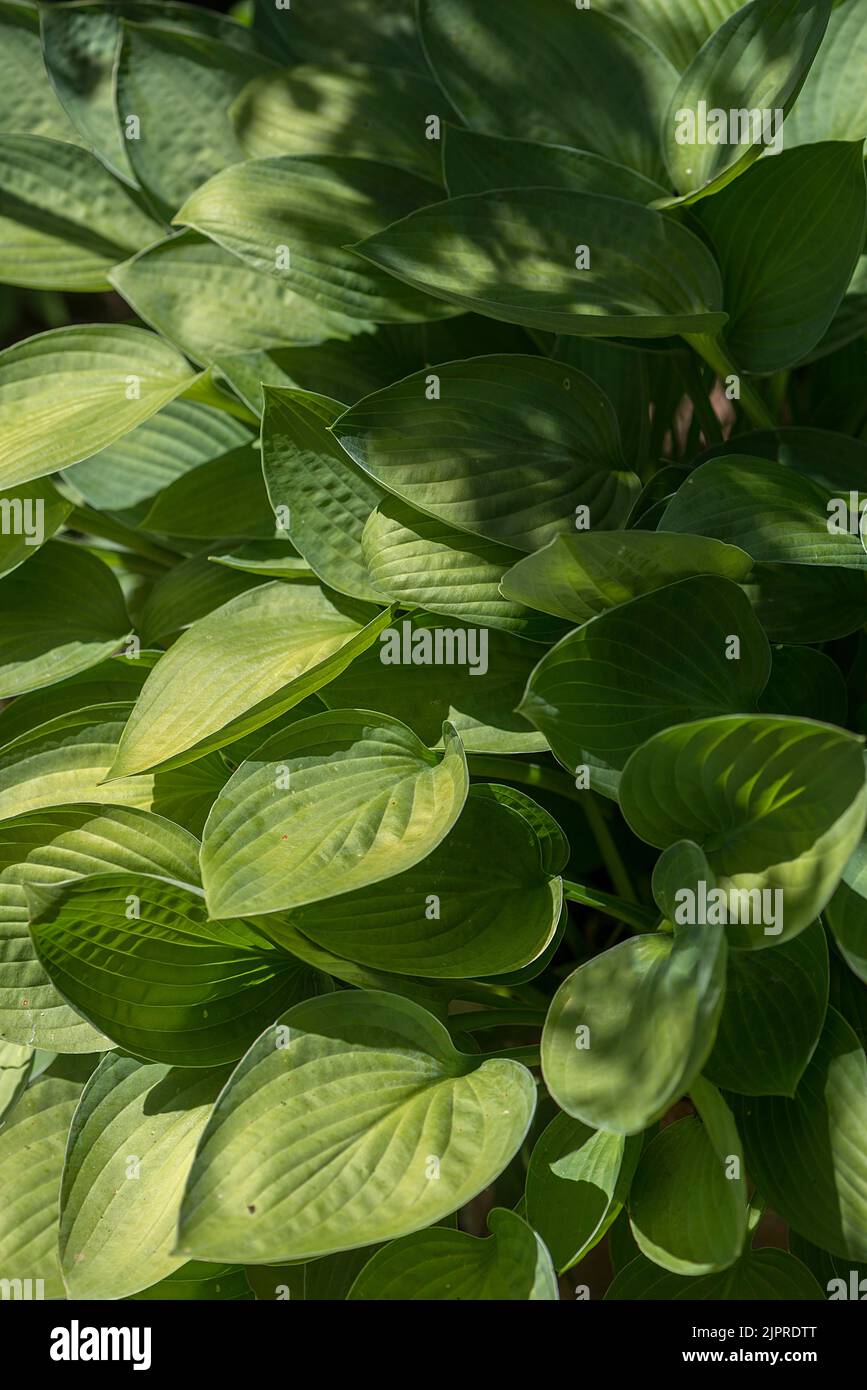 Feuilles d'un Hosta, Bavière, Allemagne Banque D'Images