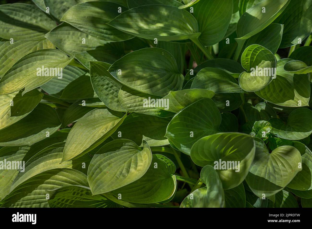 Feuilles d'un Hosta, Bavière, Allemagne Banque D'Images