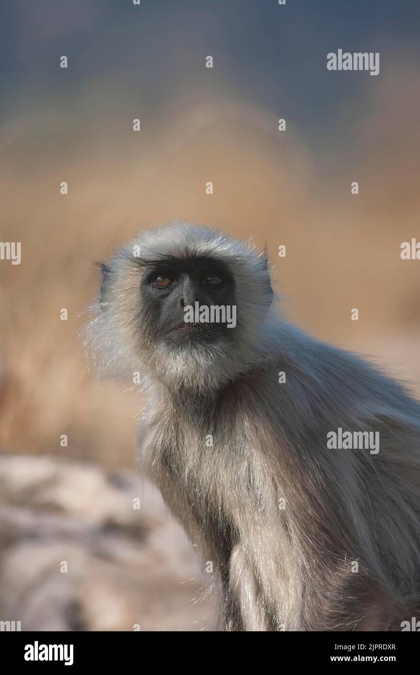 Langur gris (Semnopithecus entellus) singe adulte de style ciel, Bandhavgarh, Madhya Pradesh, Inde Banque D'Images