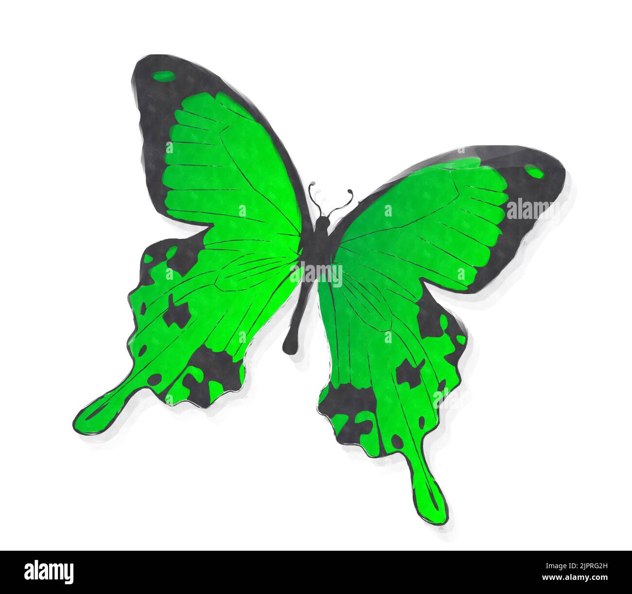 Papillon vert aquarelles sur fond blanc Banque D'Images