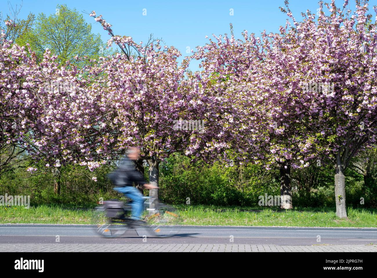 Cycliste sur la route, cerises ornementales japonaises, cerisiers en fleurs japonais, Magdebourg, Saxe-Anhalt, Allemagne Banque D'Images