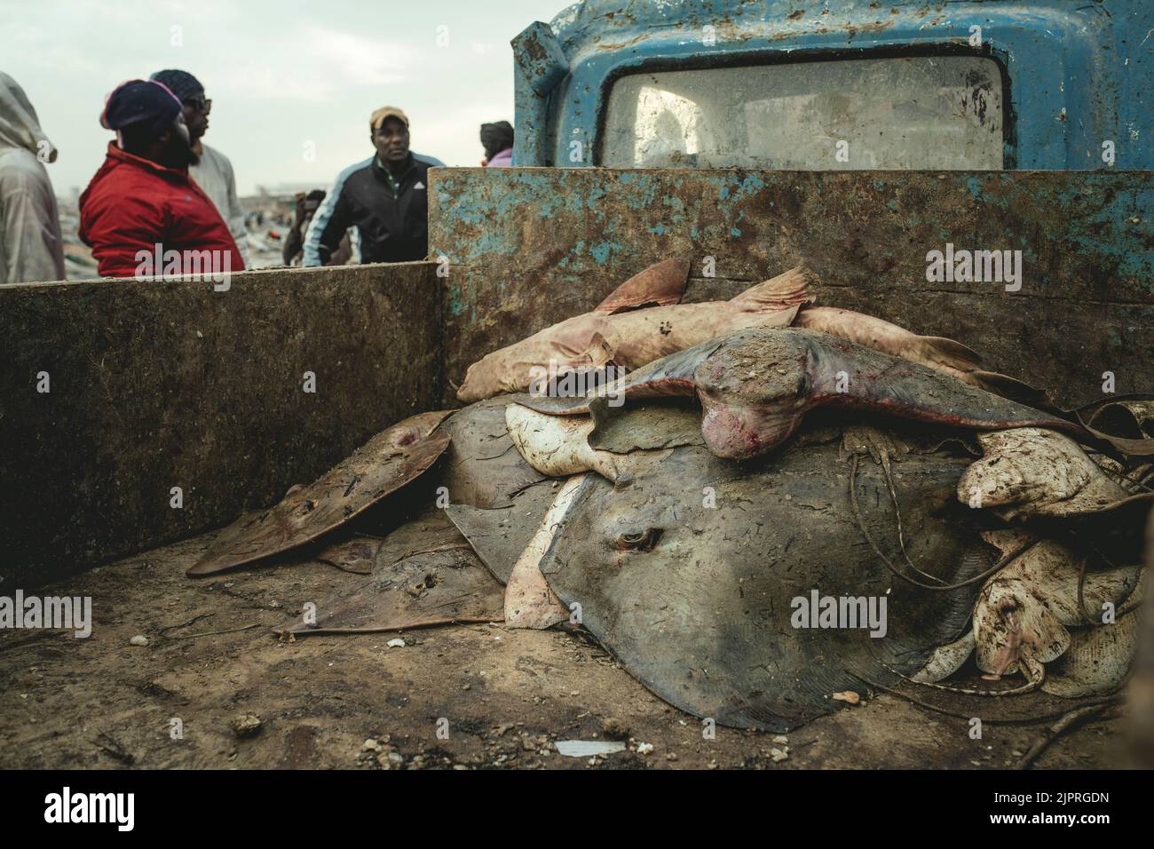 Requins et raies à l'arrière d'un camion, Port de Peche Traditionelle, Nouadhibou, Mauritanie Banque D'Images