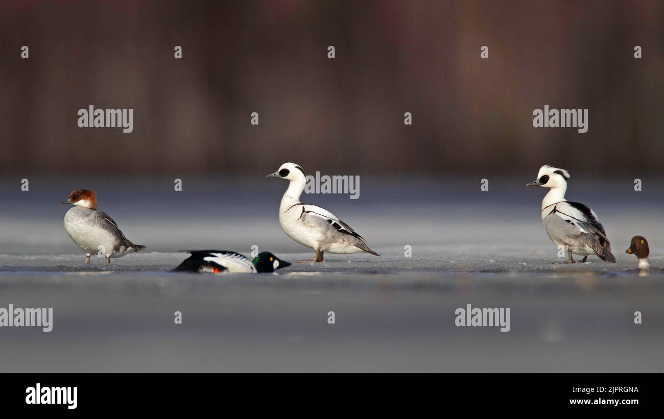 SMEW (Mergellus albellus) au bord de la glace d'un lac partiellement gelé, nage avec le médulac commun (Bucephala clangula), Kainuu, Finlande Banque D'Images