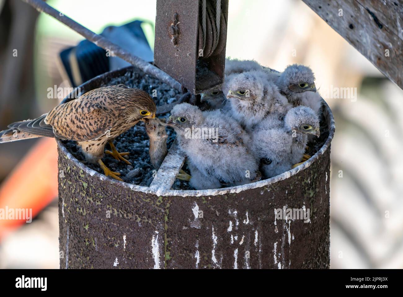 Kestrel commun (Falco tinnunculus), adulte nourrissant de jeunes oiseaux au nid, pas encore en mesure de voler, avec une souris, Vulkaneifel, Rhénanie-Palatinat Banque D'Images