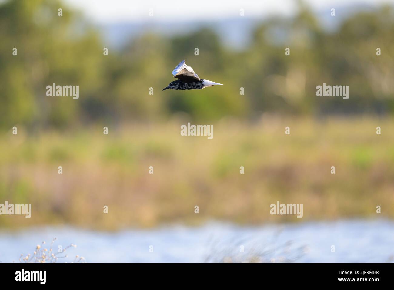 Une seule sterne blanchâtre en vol, non reproductrice, balayant le marais billabong à la recherche de proies dans le Saint-Laurent, dans le centre du Queensland, en Australie. Banque D'Images