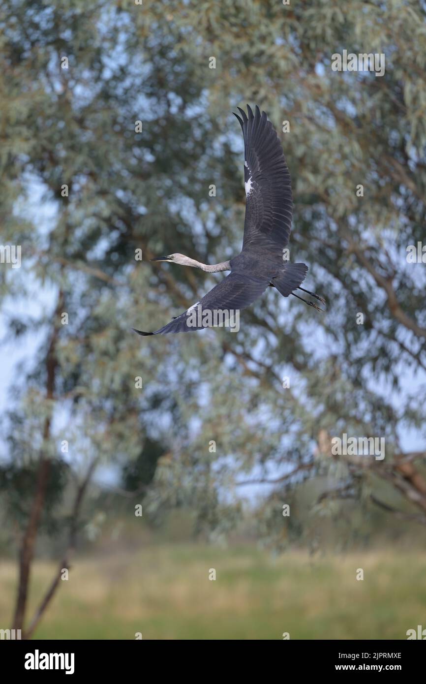 En vol, capture d'un héron juvénile à col blanc qui glisse au-dessus d'un habitat humide à la recherche d'un endroit pour se nourrir dans l'Outback du Queensland en Australie. Banque D'Images