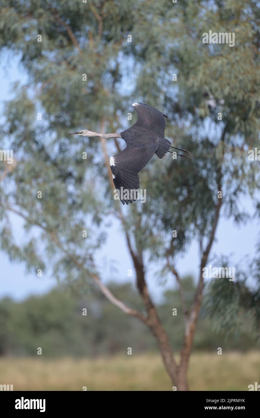En vol, capture d'un héron juvénile à col blanc qui glisse au-dessus d'un habitat humide à la recherche d'un endroit pour se nourrir dans l'Outback du Queensland en Australie. Banque D'Images