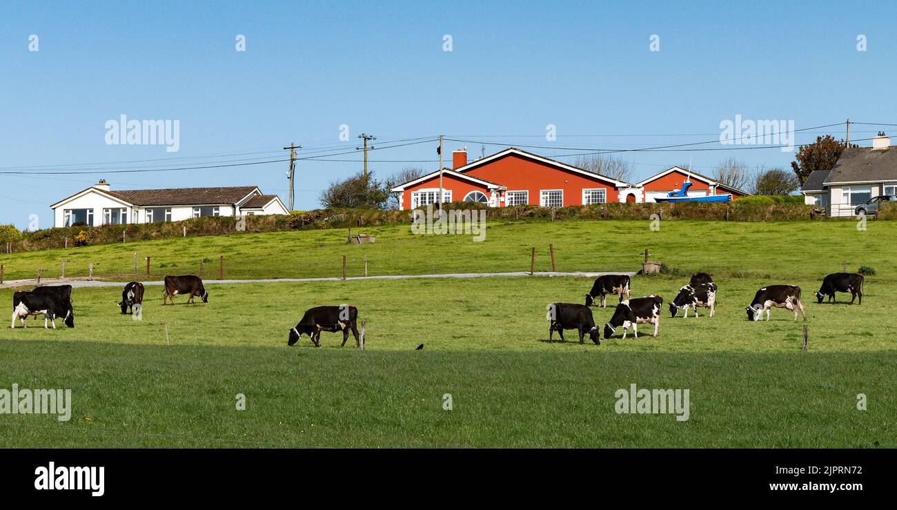 Les vaches se broutent sur un pré vert près des maisons de fermiers. Ciel clair sur une ferme écologique. Banque D'Images
