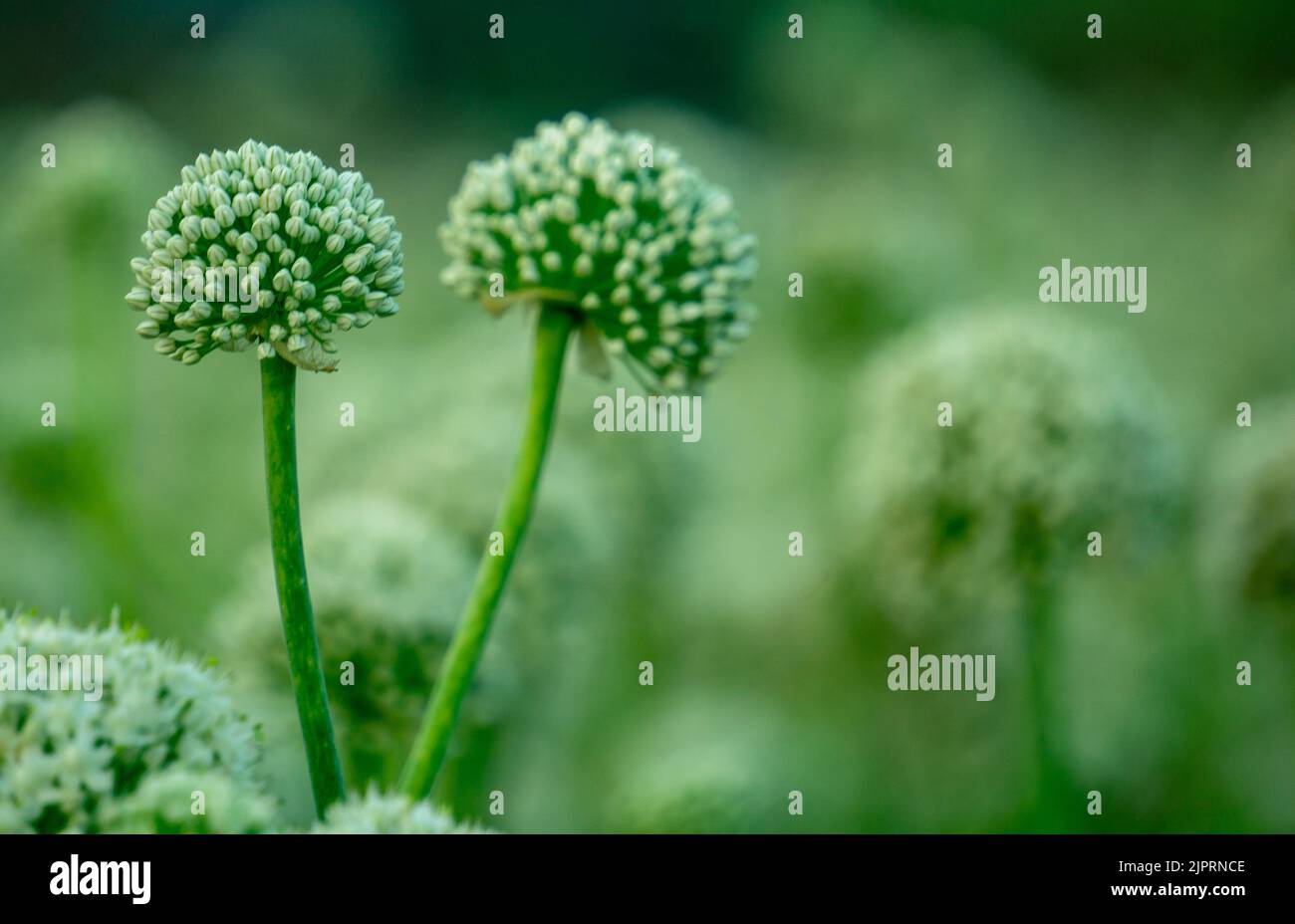 Fleurs d'oignon fleurs oignons, alliums. Oignons verts. Le cycle de vie de l'oignon. Étapes de développement de l'oignon. Les fleurs d'oignon fleurissent dans les champs o Banque D'Images