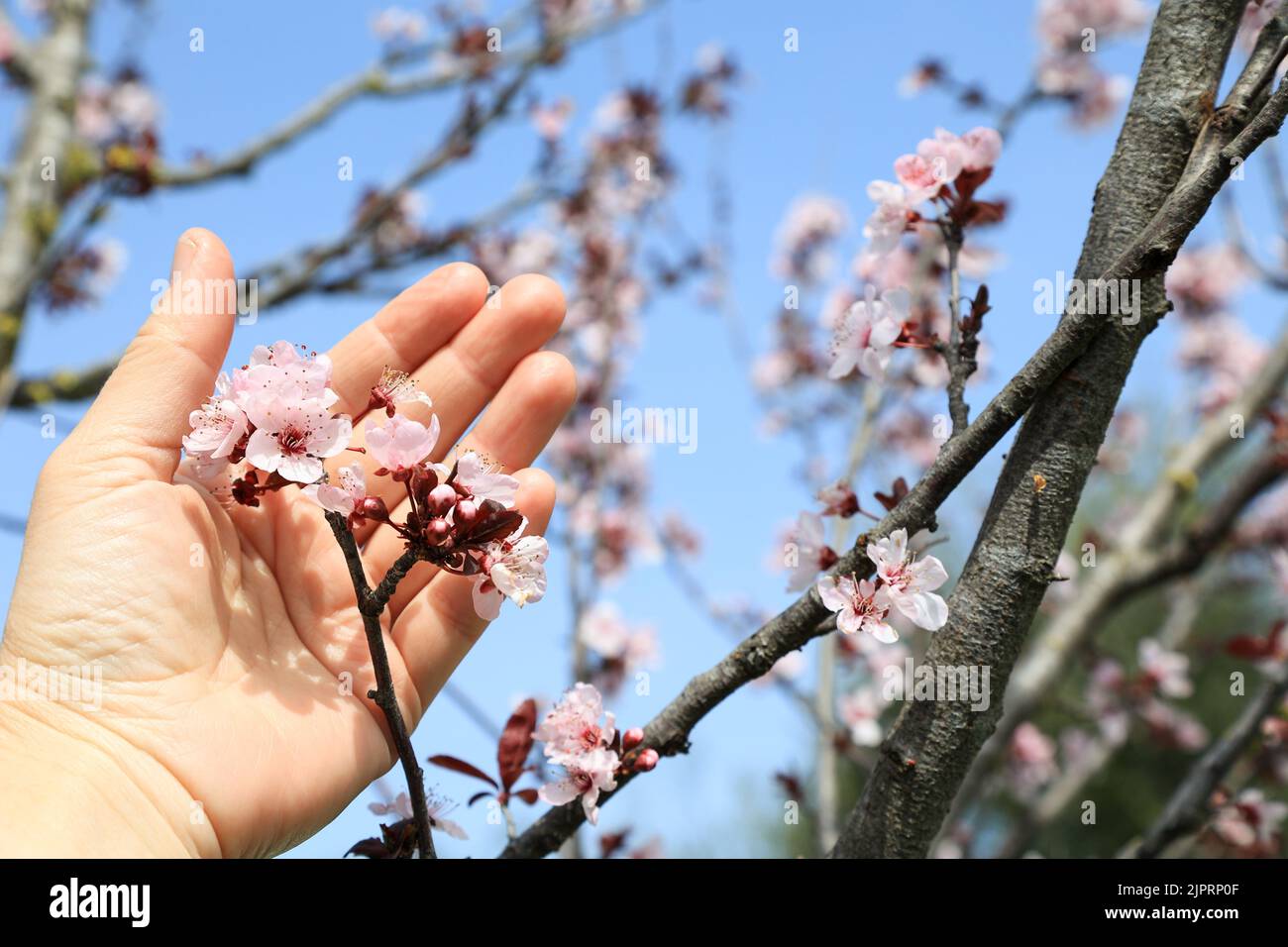 La main d'une femme mûre tient une fleur de cerisier. Cerisier en fleur Prunus cerasifera Pissardii avec un accent sélectif sur le ciel bleu Banque D'Images