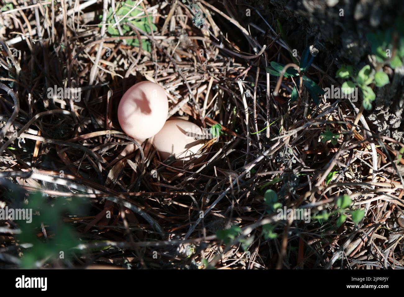 Vue de dessus de deux œufs de poulet payants dans un nid sauvage. Banque D'Images