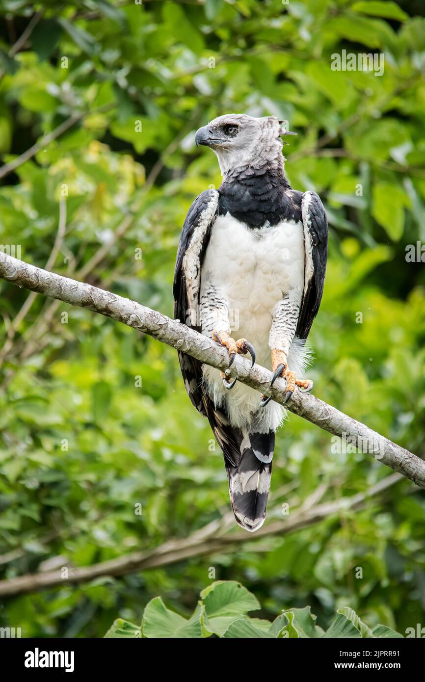 Aigle Harpy (Harpia harpyja), perché dans un arbre Banque D'Images