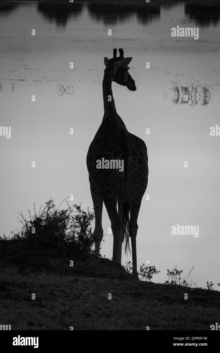 Mono girafe sud contre la rivière au coucher du soleil Banque D'Images Mono girafe sud contre la rivière au coucher du soleil Banque D'Images