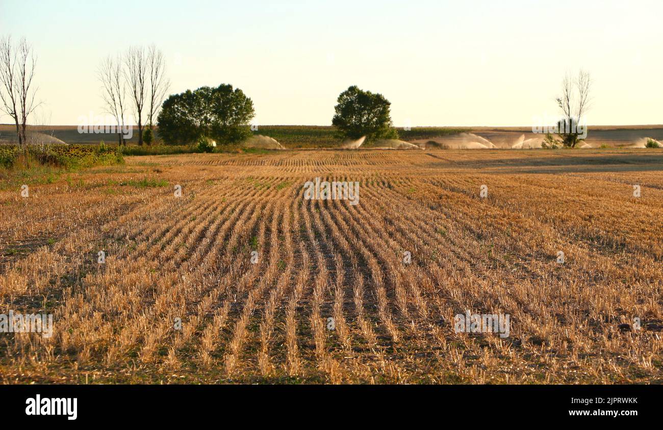 Champ de chaume d'une récolte de céréales en fin de soirée lumière du soleil Le jour d'août et les arroseurs d'eau actifs dans le Contexte Lantadilla Palencia Espagne Banque D'Images
