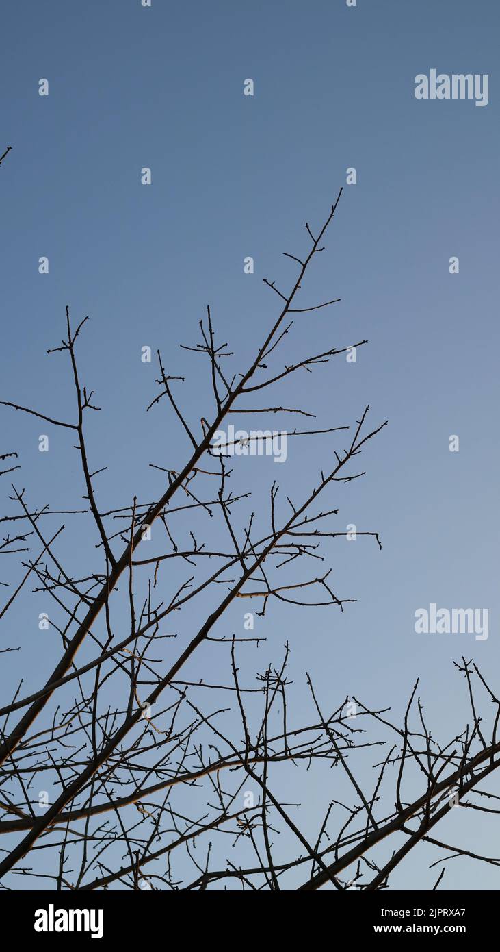 branches d'arbre qui ont séché à l'automne Banque D'Images