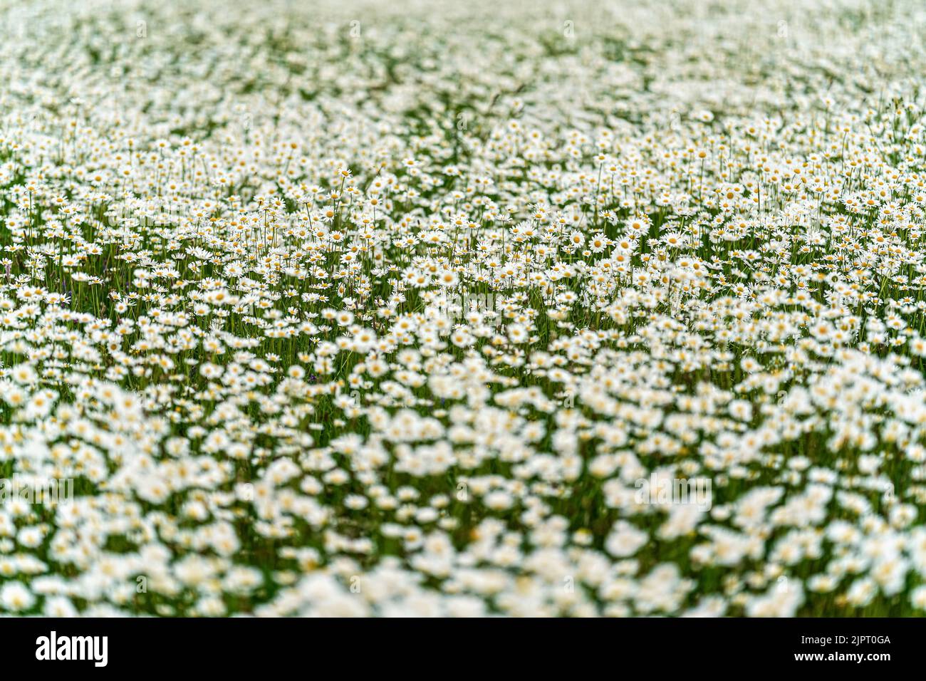 Prairie de printemps éclairée par le soleil avec de nombreuses fleurs de Marguerite en fleurs, faible profondeur de champ photo, seulement peu de pétales en foyer Banque D'Images