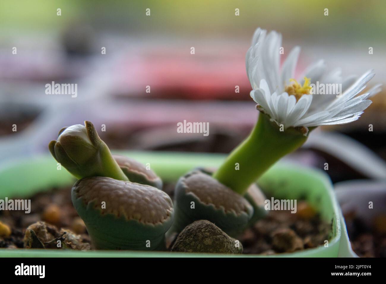 La photographie macro de Lithops en fleurs. Lithops en fleur. Fleur jaune-blanc de plante succulente. Banque D'Images