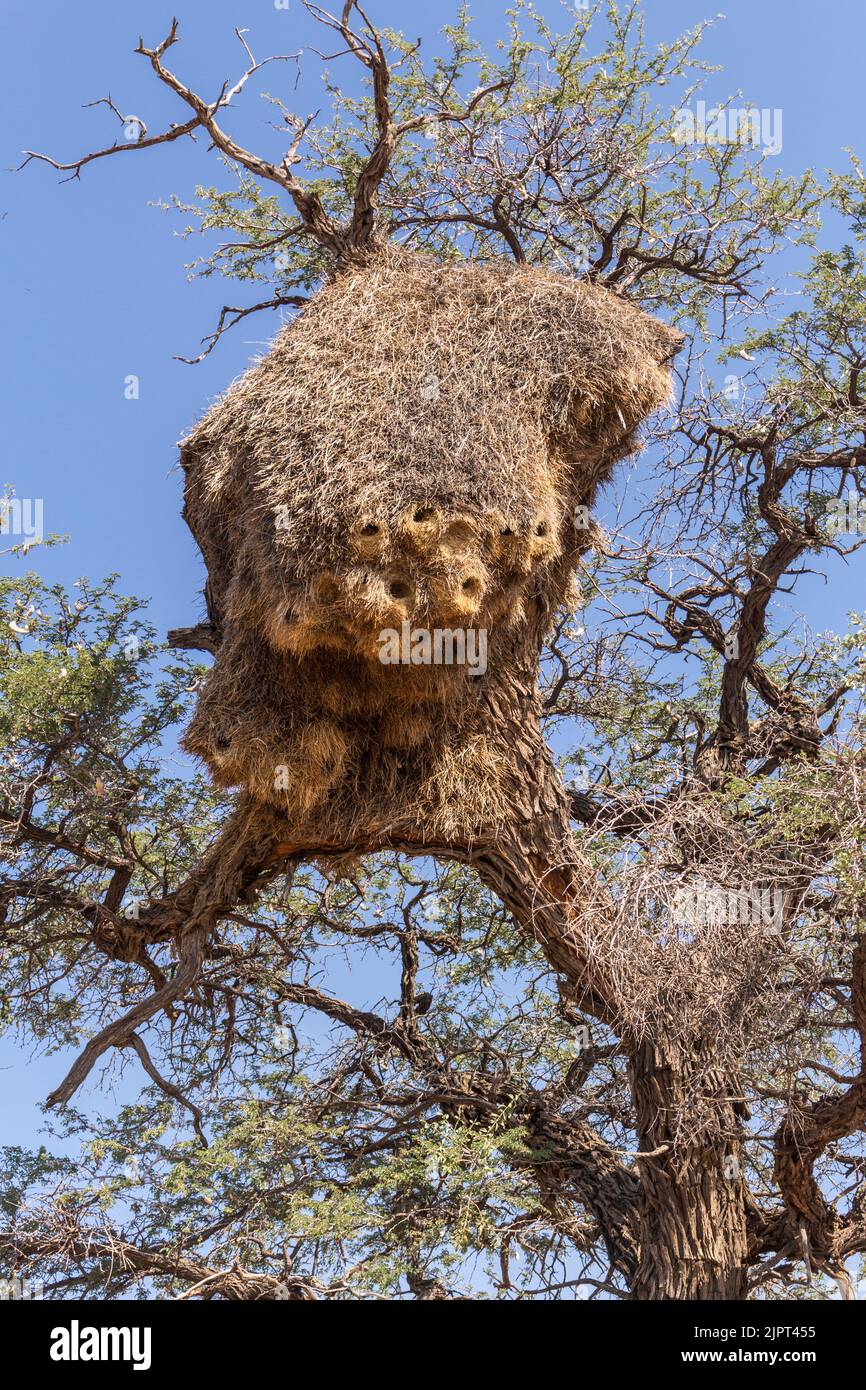 Oiseau de Weaver sociable ( Philetairus socius ) Nest est concocté dans un arbre d'acacia sur la route C21 près de Fish River Canyon en Namibie, Afrique australe Banque D'Images