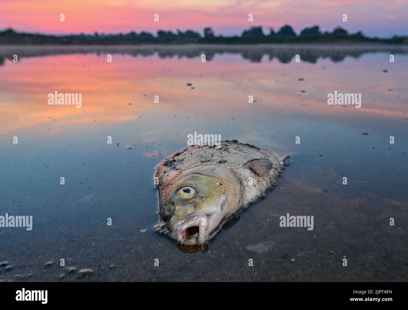 Acide 2 dichlorophénoxyacétique Banque de photographies et d’images à