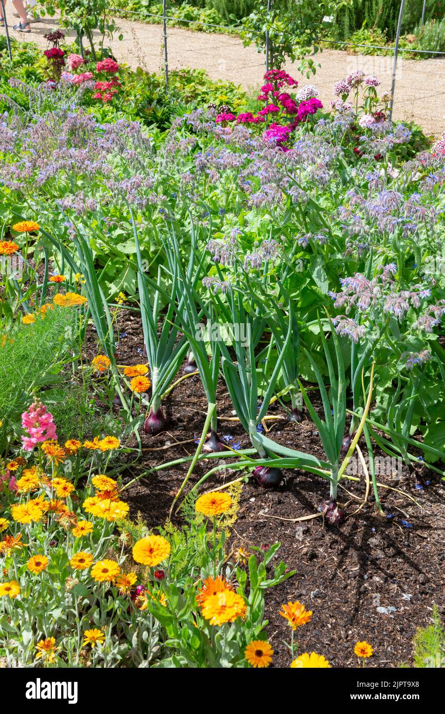 Fleurs et légumes poussant côte à côte dans un jardin anglais en milieu d'été. Banque D'Images