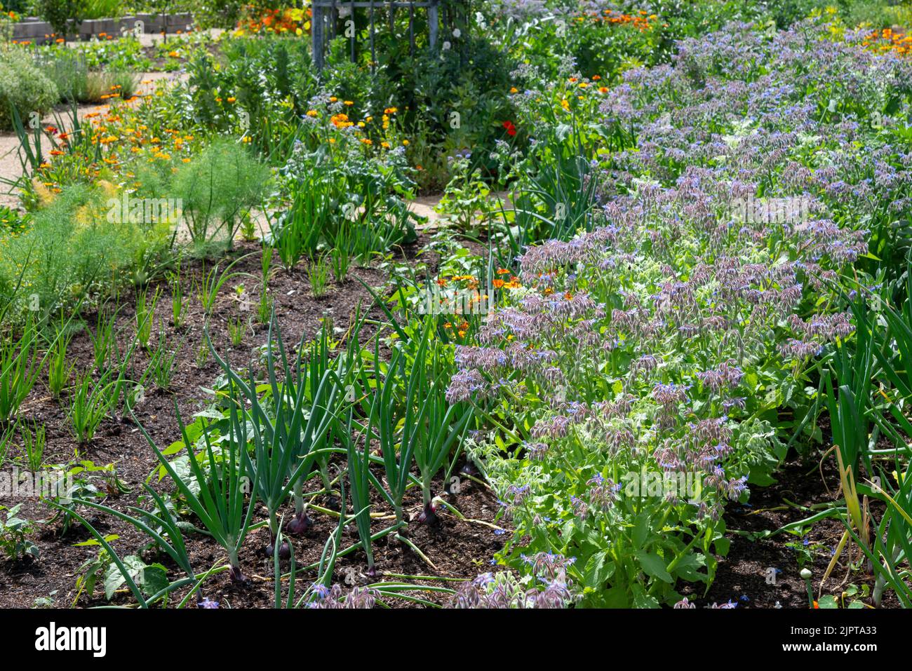 Fleurs et légumes poussant côte à côte dans un jardin anglais en milieu d'été. Banque D'Images