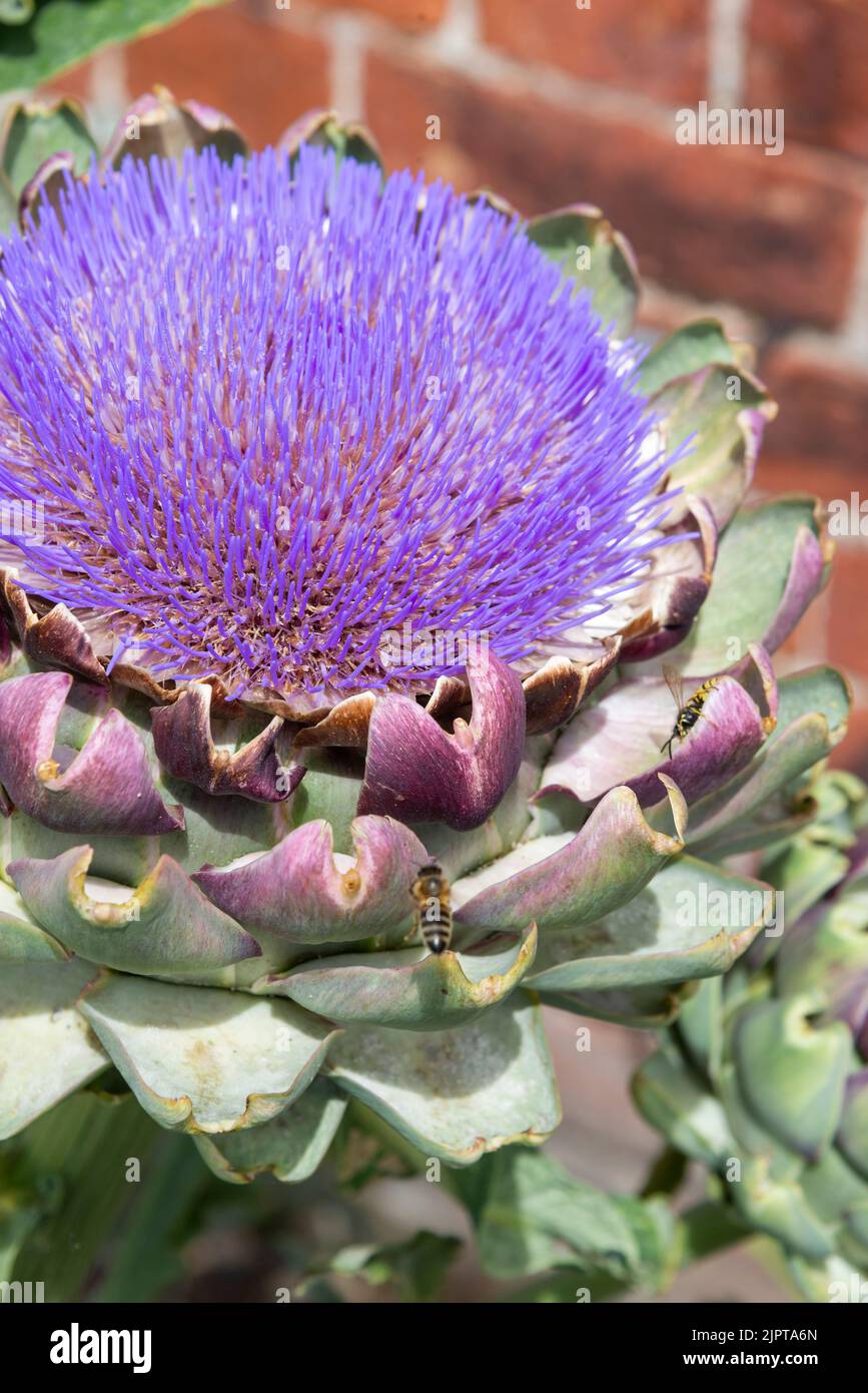 Des étamines pourpres profondes dans une impressionnante fleur d'artichaut de Globe vue de près avec les abeilles. Banque D'Images