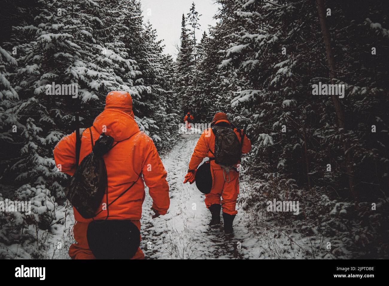 Un gros plan de chasseurs en costume d'orange se dirigeant dans la forêt de pins enneigée dense Banque D'Images