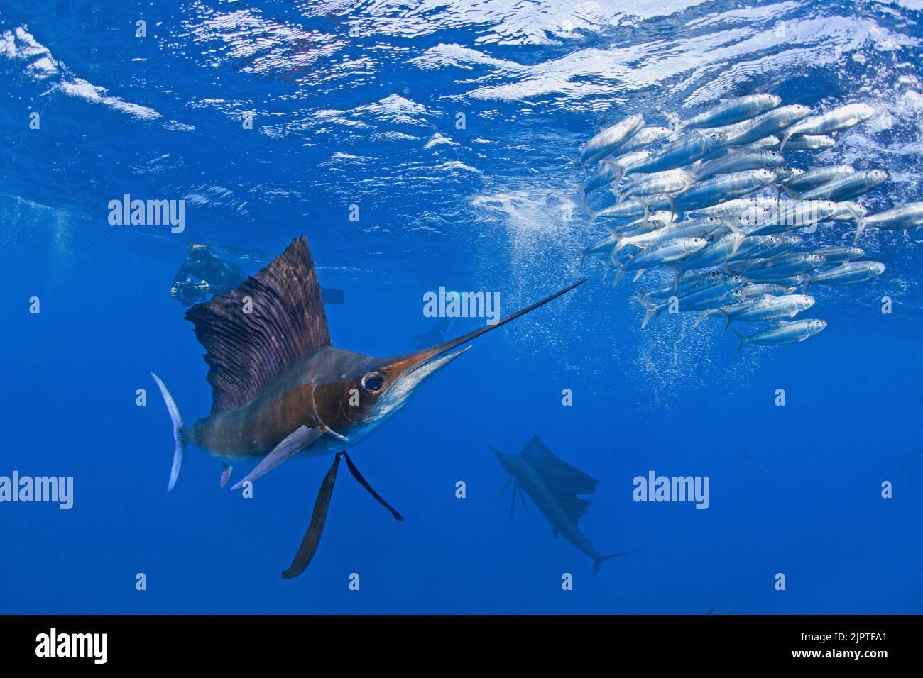 Sailfish atlantique (Istiophorus albicans), chasse aux Sardinas (Sardina pilchardus), Isla Mujeres, péninsule du Yucatan, Mer des Caraïbes, Mexique Banque D'Images