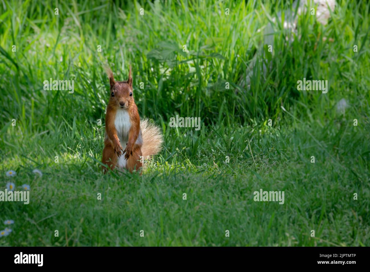 UK Wild Red Squirrel sur l'herbe regardant la caméra Banque D'Images