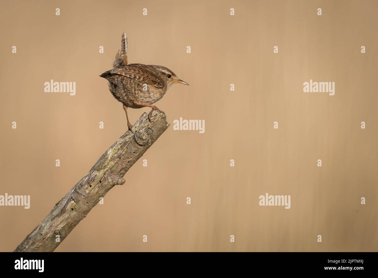 Oiseau wren du Royaume-Uni perché sur une branche avec un fond auto-brun Banque D'Images