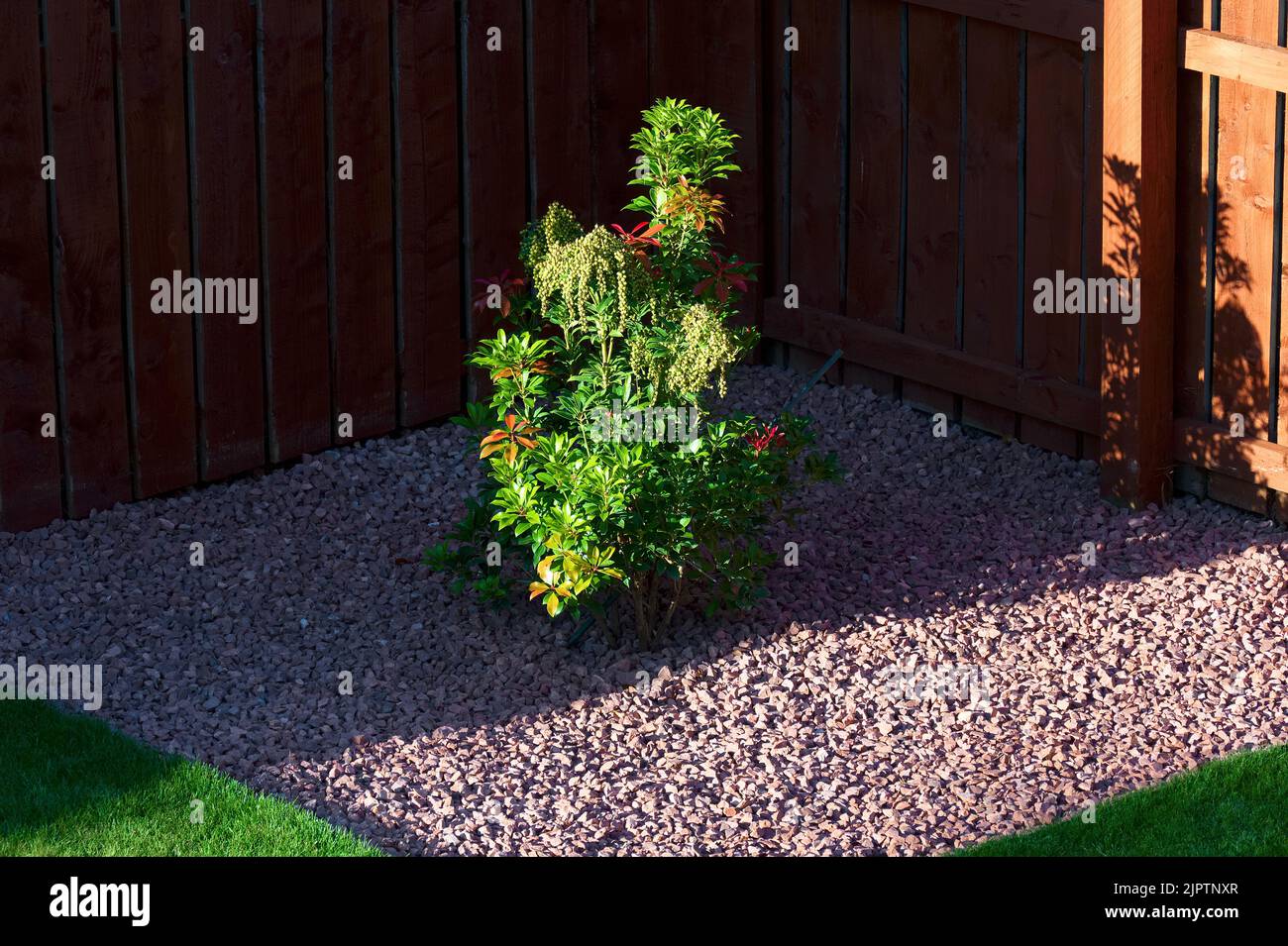 Arbuste de la forêt flamboyante de Pieris fraîchement planté dans le jardin Banque D'Images