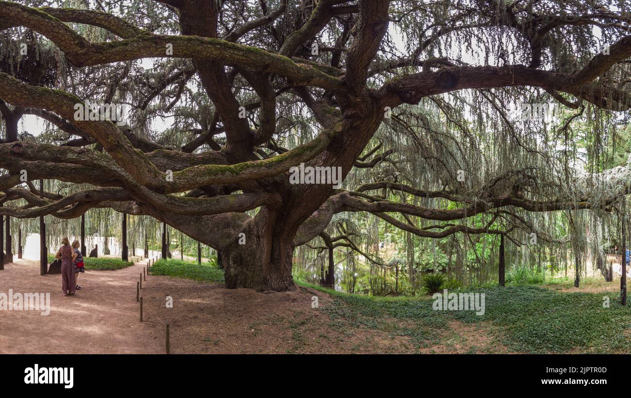 Arboretum de la Vallée-aux- loups - Cèdre bleu heureux de l'Atlas Banque D'Images