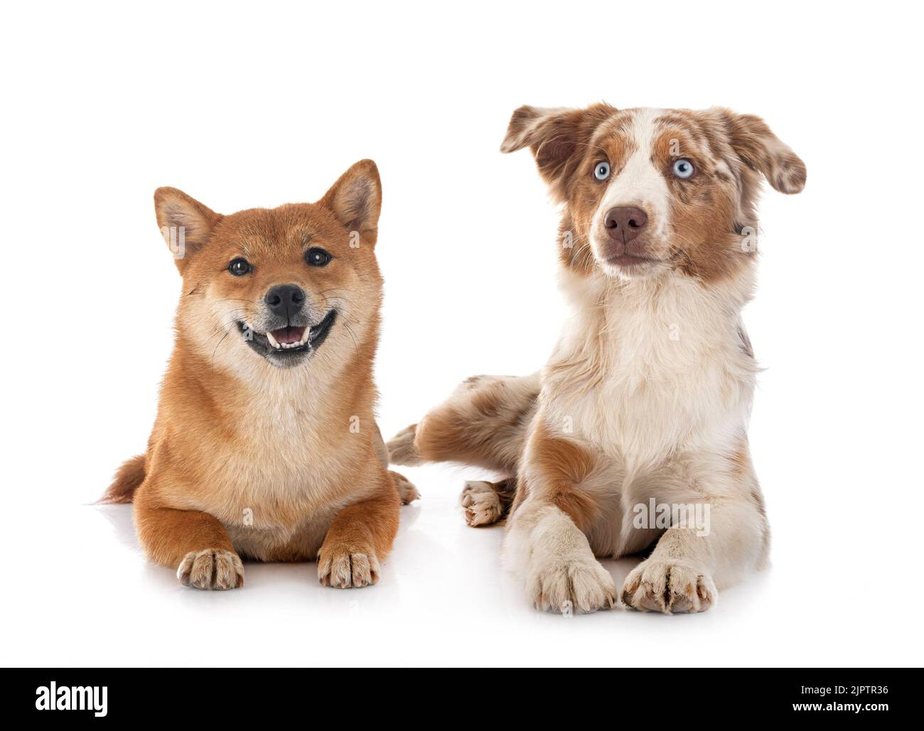 Le Berger américain miniature et le shiba inu devant un fond blanc Banque D'Images
