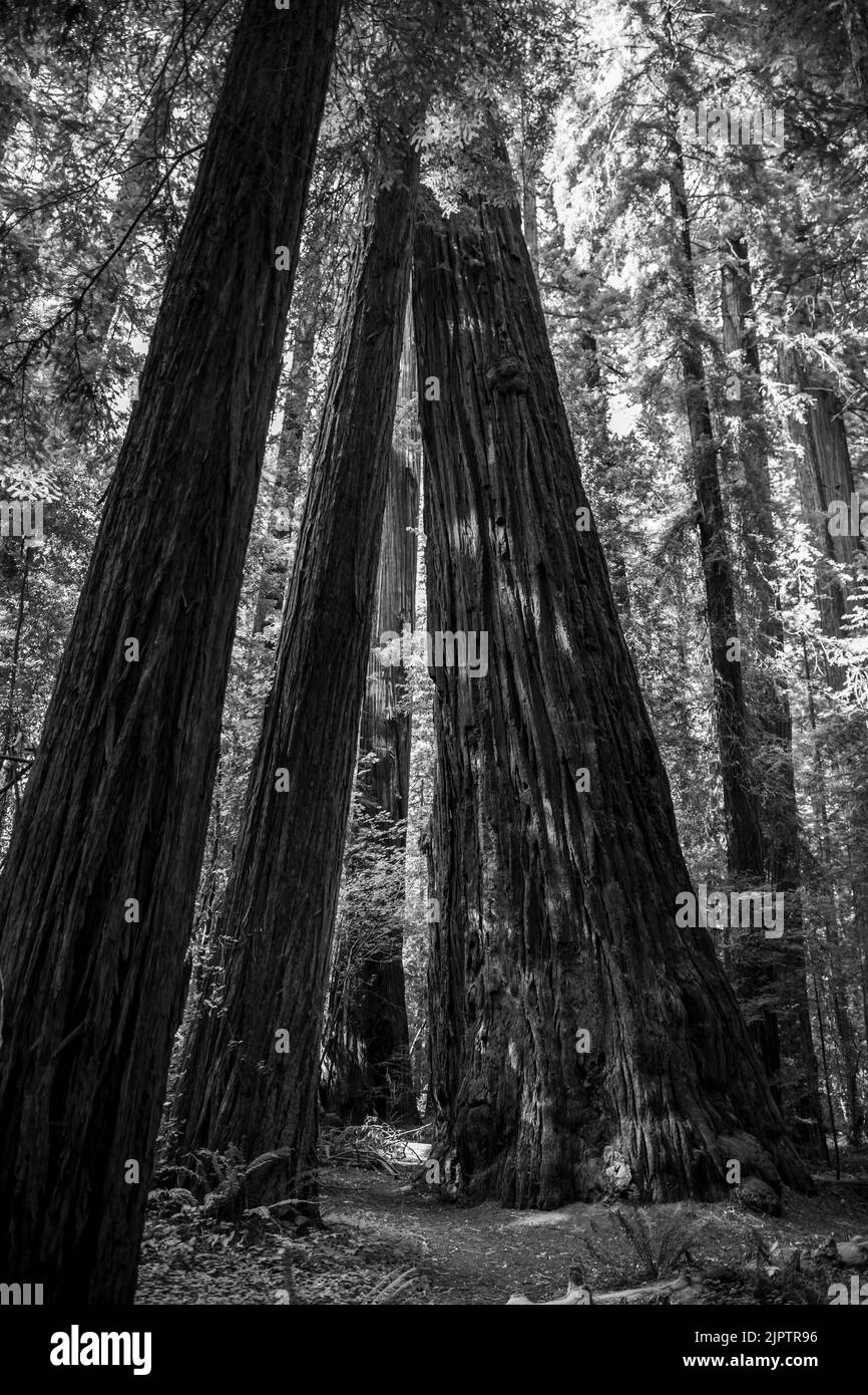 Il y a une vaste forêt de séquoias dans le nord de la Californie, dans le comté de Humboldt. Banque D'Images
