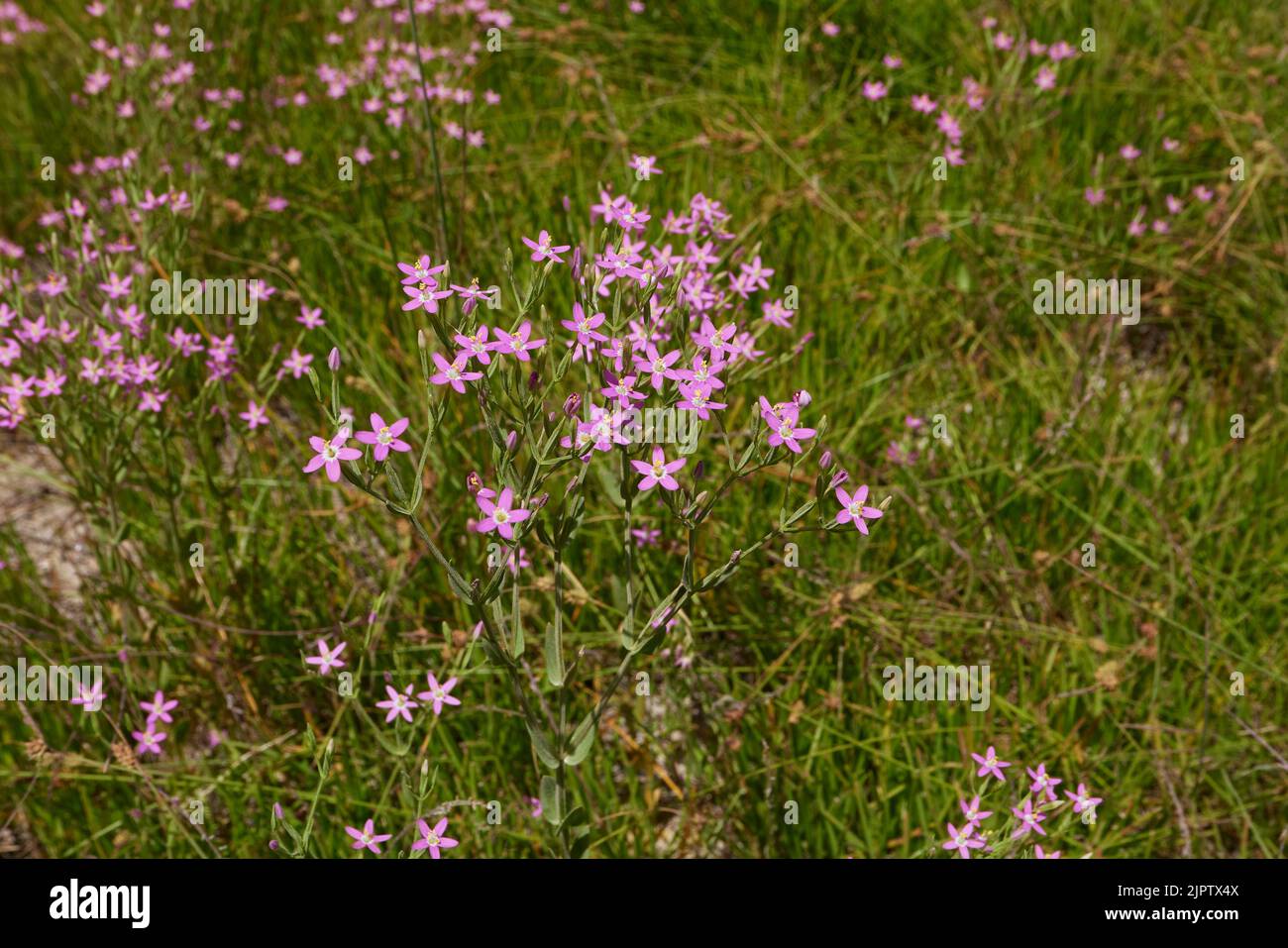 Centaurium pulchellum fleurs violettes Banque D'Images