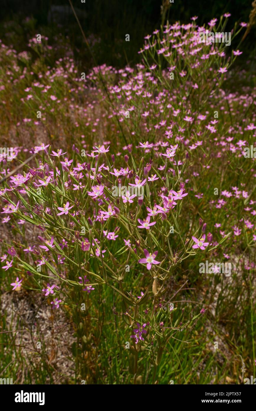 Centaurium pulchellum fleurs violettes Banque D'Images