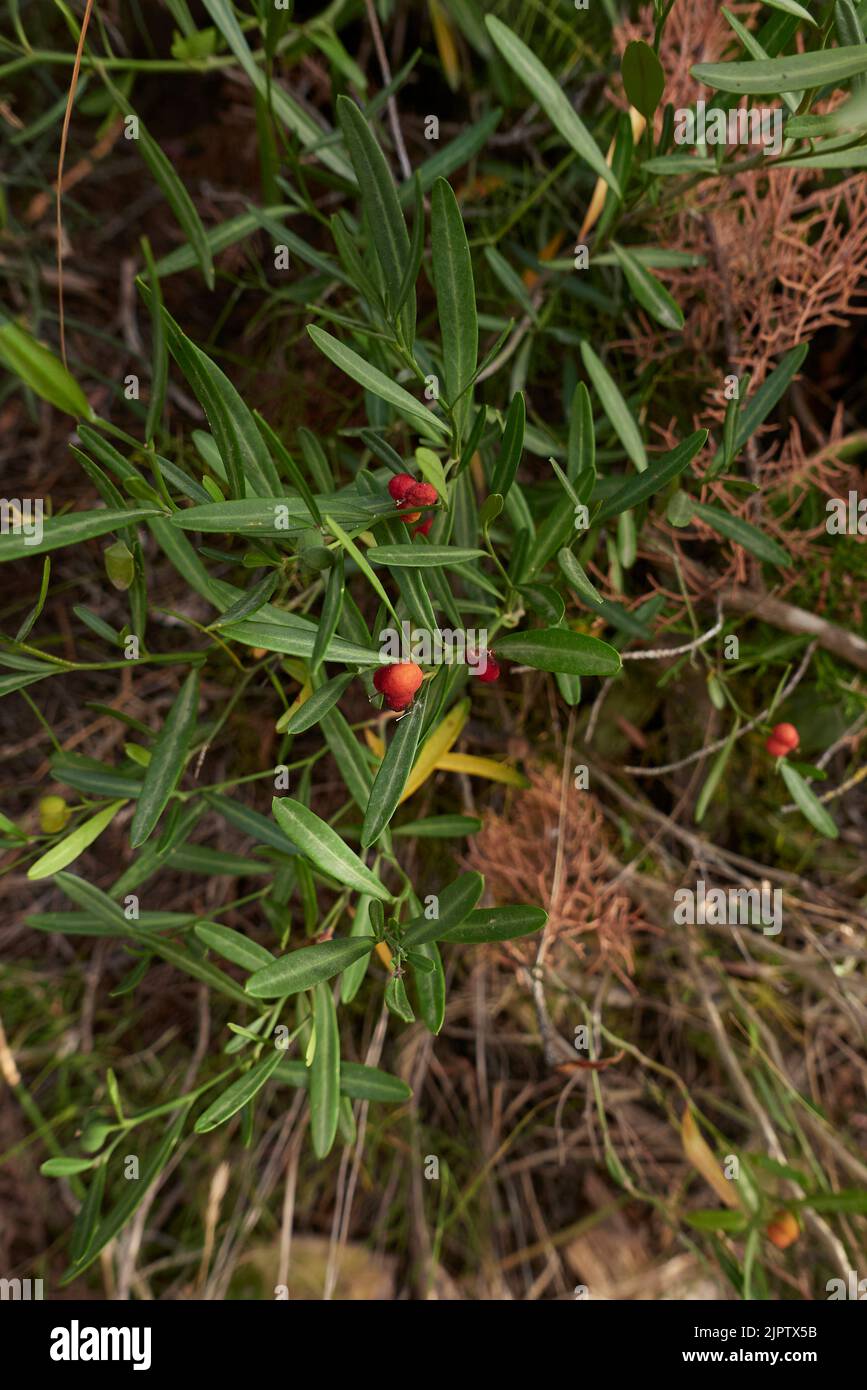 Branche de Cneorum tricoccon aux fruits rouges Banque D'Images