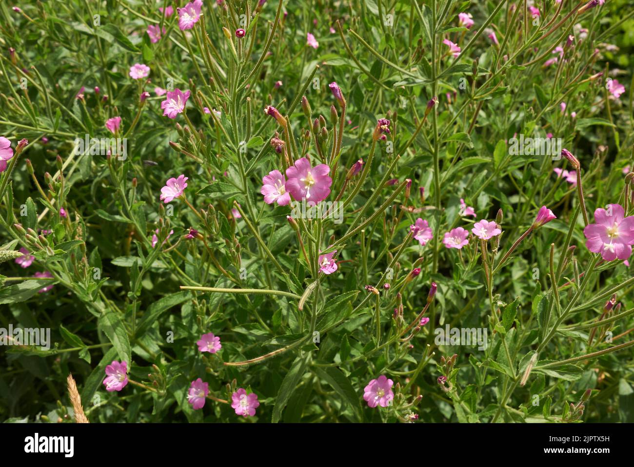 Inflorescence rose de l'épilobium hirsutum Banque D'Images