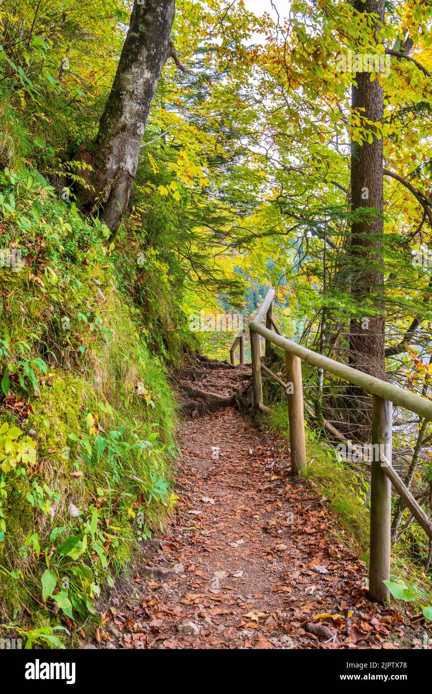 sentier à travers la forêt à l'automne Banque D'Images