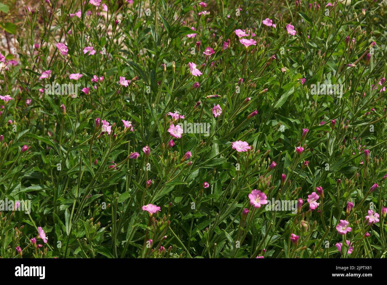 Inflorescence rose de l'épilobium hirsutum Banque D'Images