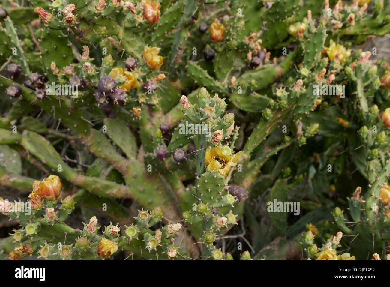 Opuntia stricta plante en fleur Banque D'Images